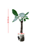 Bibit Bahan Bonsai Tanaman hoki pachira /pohon duit / pohon uang