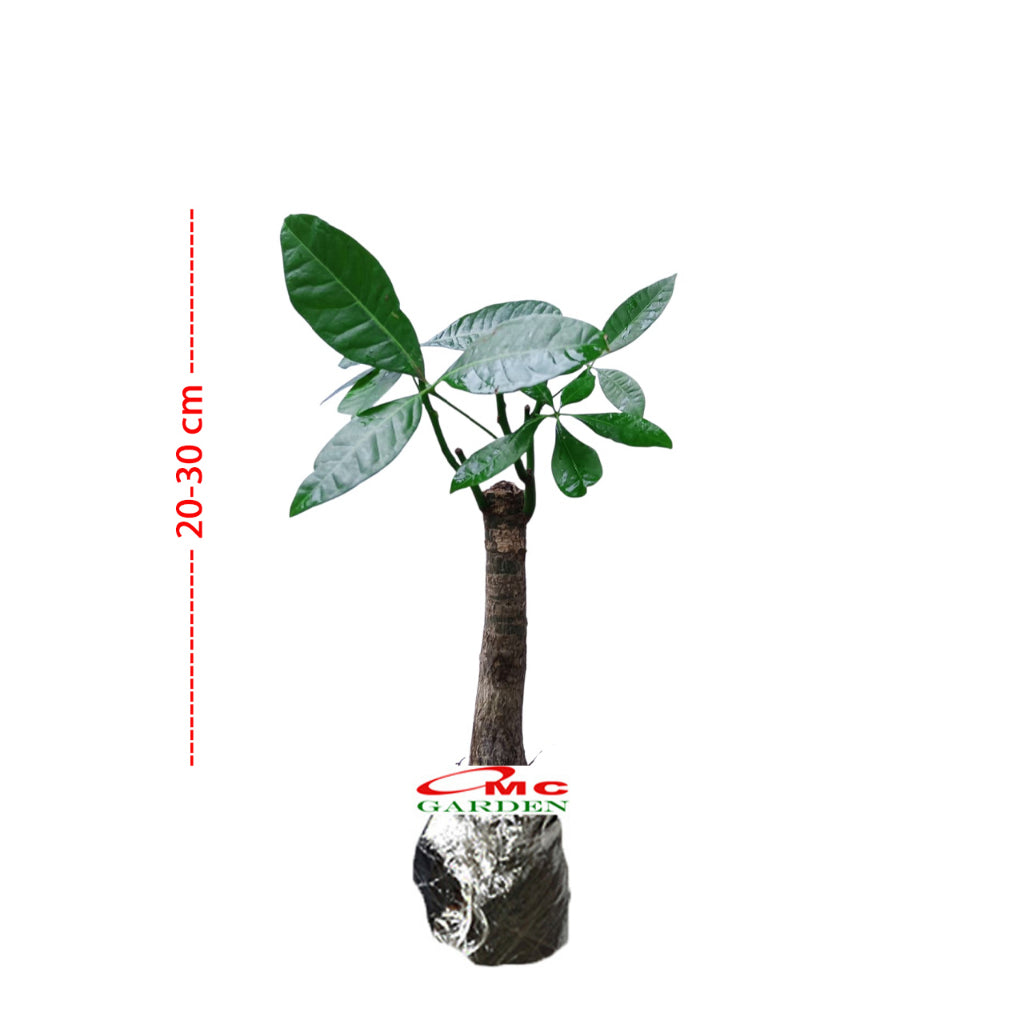 Bibit Bahan Bonsai Tanaman hoki pachira /pohon duit / pohon uang