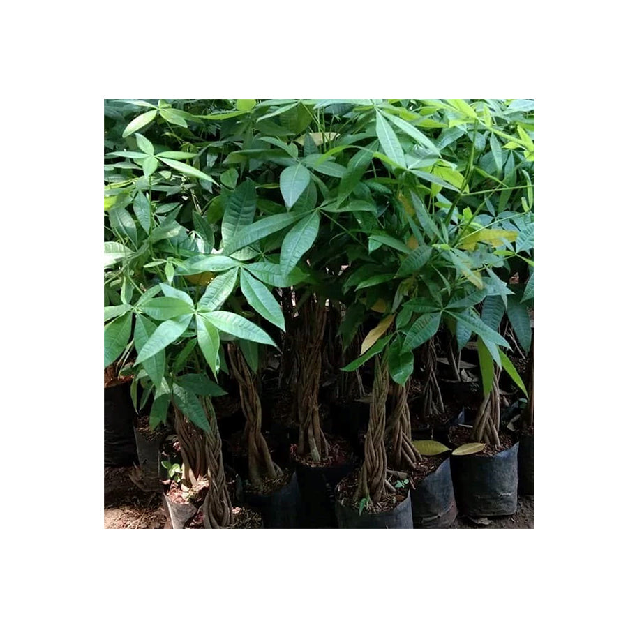 Bibit Bahan Bonsai Tanaman hoki pachira /pohon duit / pohon uang