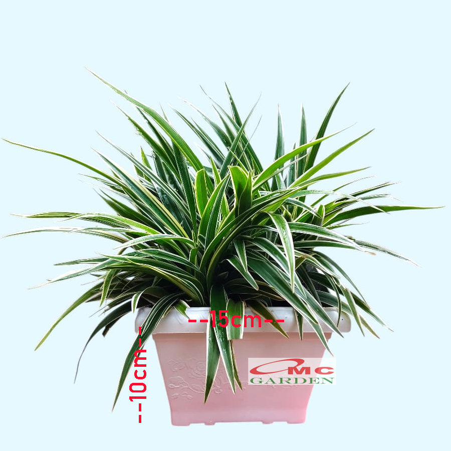 Lili Paris Siam Mini 1 Pot Tanaman HIas Rumput Bordir List Lis Lily Tricolor Hijau Spider Plant LLPRM-T-P-18  LLPRM-T-PKP-15  LLPRM-H-P-18  LLPRM-H-PKP-15