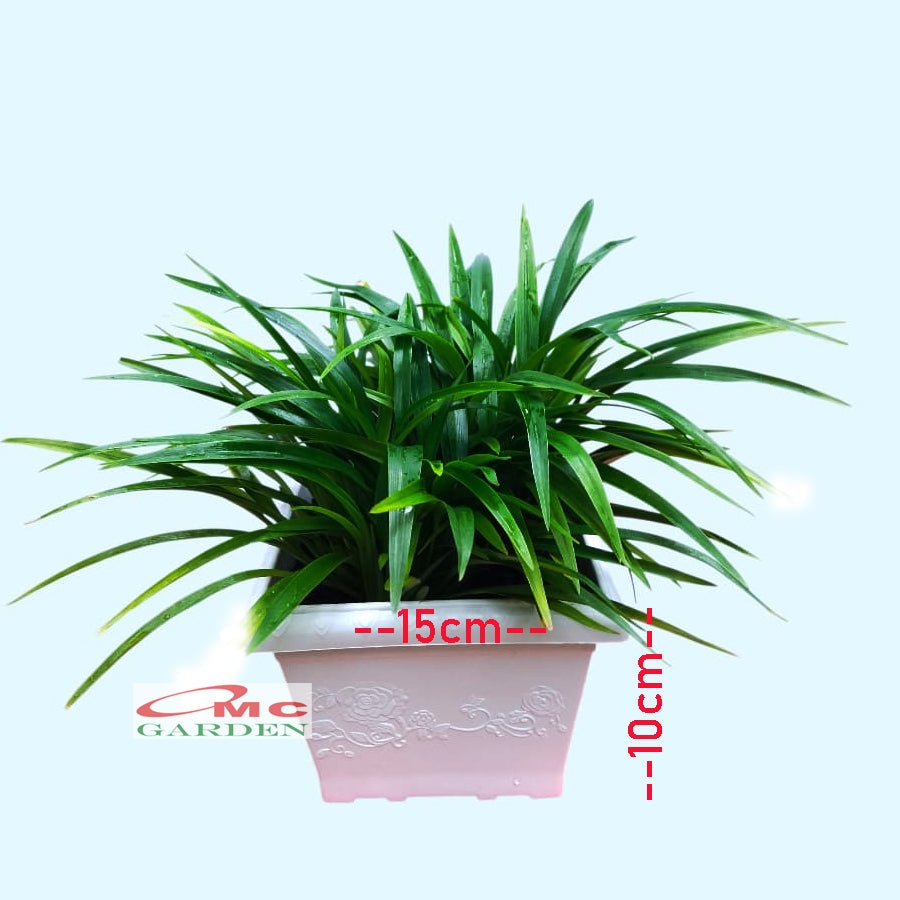 Lili Paris Siam Mini 1 Pot Tanaman HIas Rumput Bordir List Lis Lily Tricolor Hijau Spider Plant LLPRM-T-P-18  LLPRM-T-PKP-15  LLPRM-H-P-18  LLPRM-H-PKP-15