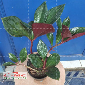 Pacing Pentul Bunga Merah 1 Pot Tanaman Obat Herbal Hias Bibit Berakar PACING-M-1020 POT-15