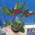 Pacing Pentul Bunga Merah 1 Pot Tanaman Obat Herbal Hias Bibit Berakar PACING-M-1020 POT-15