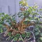 Bibit Bonsai Bonsae Beringin Amplas Putih Ficus Ampelas 20-30