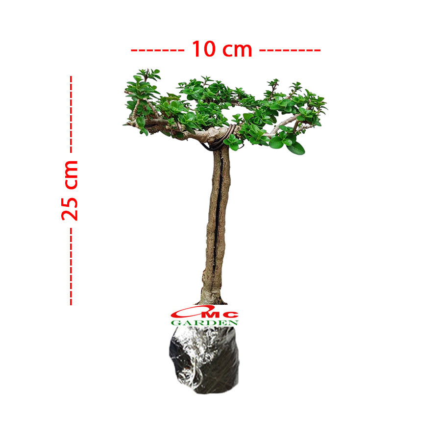 Bonsai Bonsai Sancang Premna Microphylla 004