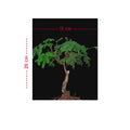 Bibit Bonsai Asem Jawa 001