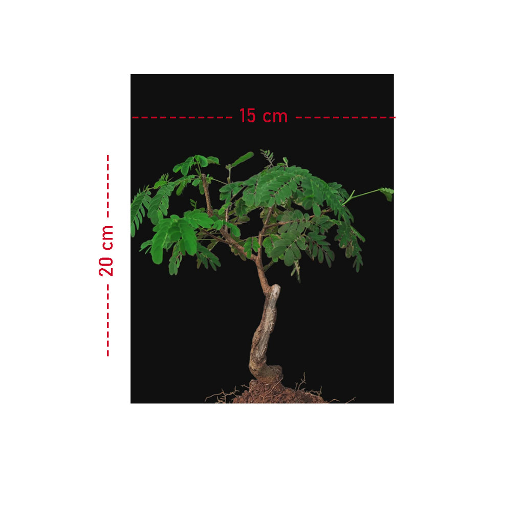 Bibit Bonsai Asem Jawa 001