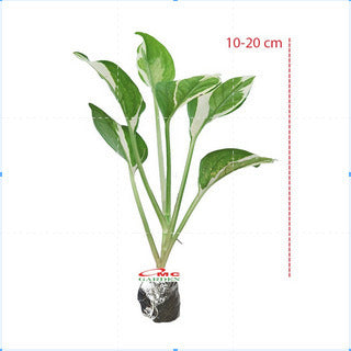 Srigading Sri Gading Sirih Gading Hijau Kuning Varigata Golden Silver Ungu Centong Philodendron Philo Brazil Marble Queen Bibit Tanaman Hias Air 1020