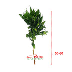 Dracaena Compacta Jewel Hanjuang Andong Kemoceng Stek Batang 50-60