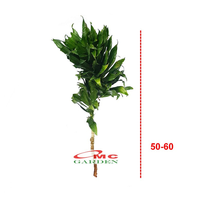 Dracaena Compacta Jewel Hanjuang Andong Kemoceng Stek Batang 50-60