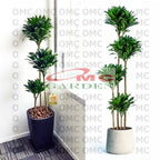 Dracaena Compacta Jewel Hanjuang Andong Kemoceng Stek Batang 2030