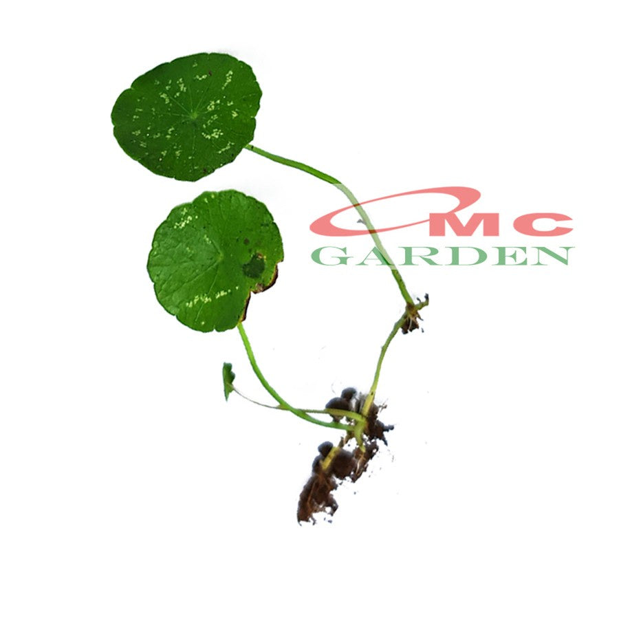 Bibit Daun Antanan Antana Pegagan Kaki Kuda Tanaman Hias Air Herbal