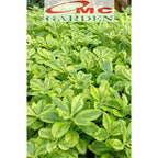 Ginseng Golden Varigata Kuning Gingseng Tanaman Hias Herbal 1020