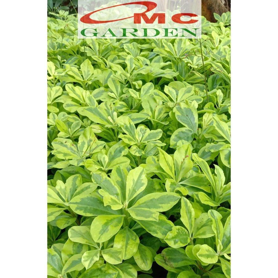 Ginseng Golden Varigata Kuning Gingseng Tanaman Hias Herbal 1020