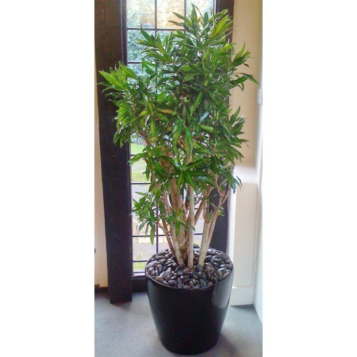 Song of Jamaica Jamaika Dracaena Dracena Reflexa Wali Tanaman 4050