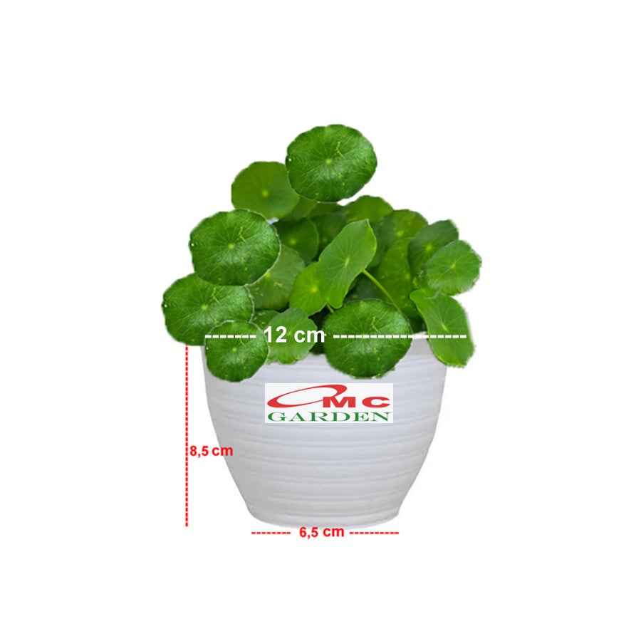 Pohon Antanan Antana Pegagan Kaki Kuda Tanaman Hias Air Herbal 1 Pot
