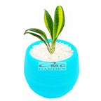 Sukulen Sekulen Mini Succulent Kaktus Pot Bola Tanaman Hias 036-040