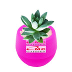 Sukulen Sekulen Mini Succulent Kaktus Pot Bola Tanaman Hias 036-040