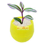 Sukulen Sekulen Mini Succulent Kaktus Pot Bola Tanaman Hias 036-040