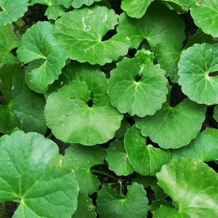 Pohon Antanan Antana Pegagan Kaki Kuda Tanaman Hias Air Herbal 1 Pot