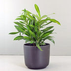 Song of Jamaica Jamaika Dracaena Dracena Reflexa Wali Tanaman 3040