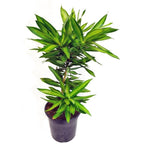 Song of Jamaica Jamaika Dracaena Dracena Reflexa Wali Tanaman 3040