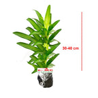 Song of Jamaica Jamaika Dracaena Dracena Reflexa Wali Tanaman 3040