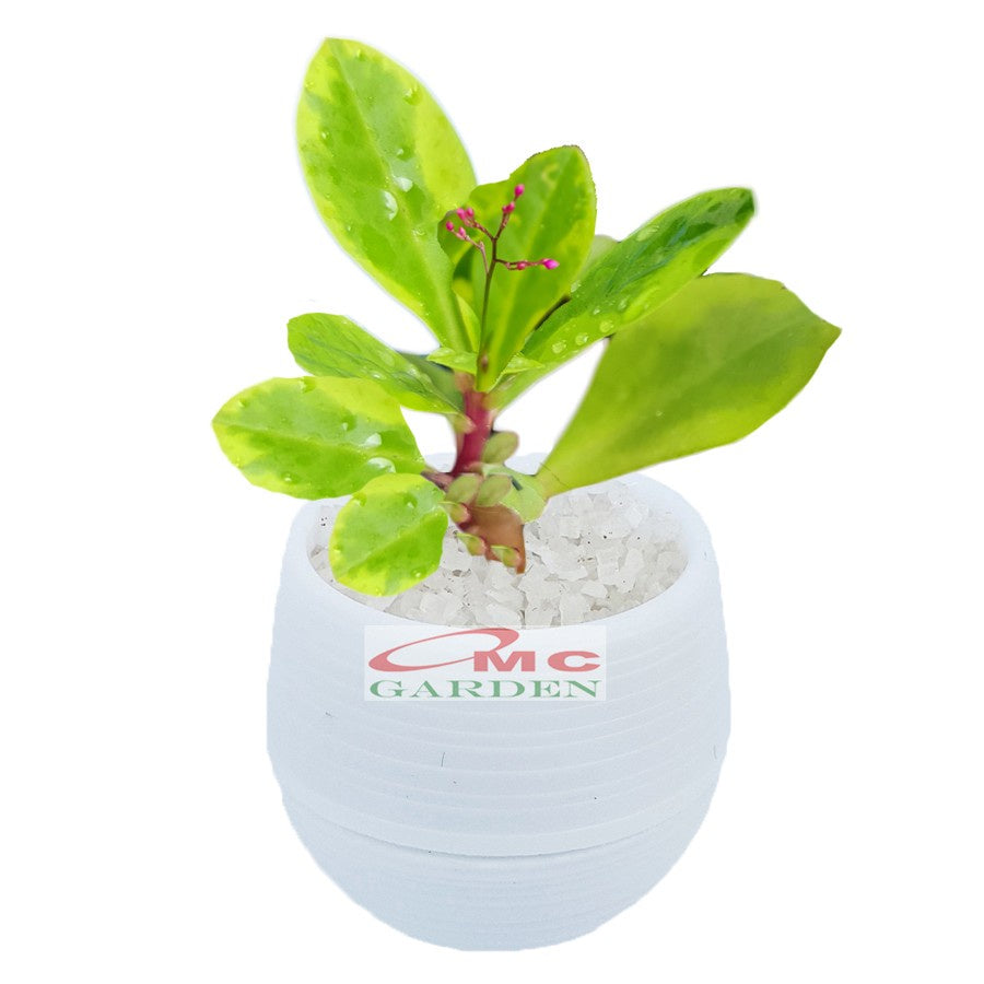 Sukulen Sekulen Mini Succulent Kaktus Pot Bola Tanaman Hias 036-040