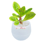 Sukulen Sekulen Mini Succulent Kaktus Pot Bola Tanaman Hias 036-040