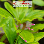 Ginseng Golden Varigata Kuning Gingseng Tanaman Hias Herbal 1020