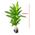 Song of Jamaica Jamaika Dracaena Dracena Reflexa Wali Tanaman 4050