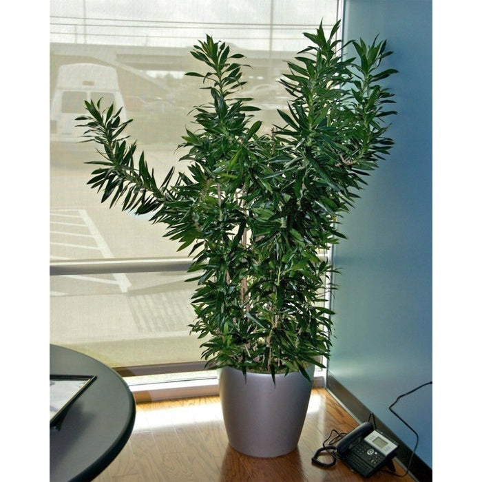 Song of Jamaica Jamaika Dracaena Dracena Reflexa Wali Tanaman 4050