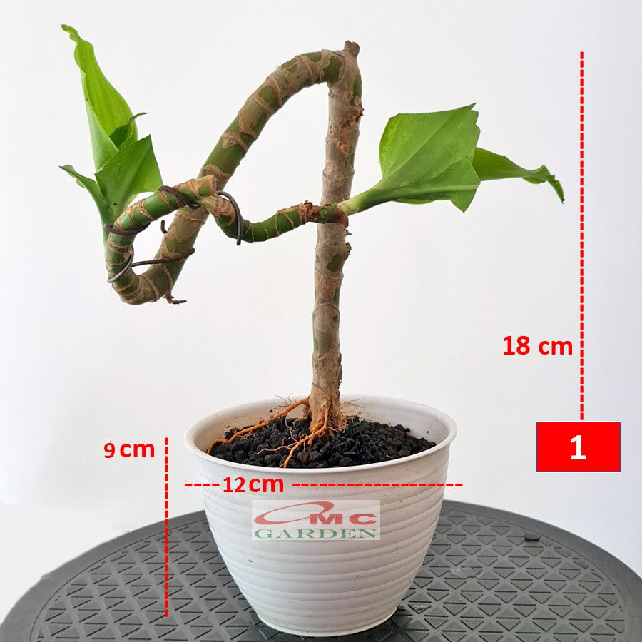 Pot Tanaman Hias Bunga Bonsai Sukulen Bulat Tawon Putih Plastik 12