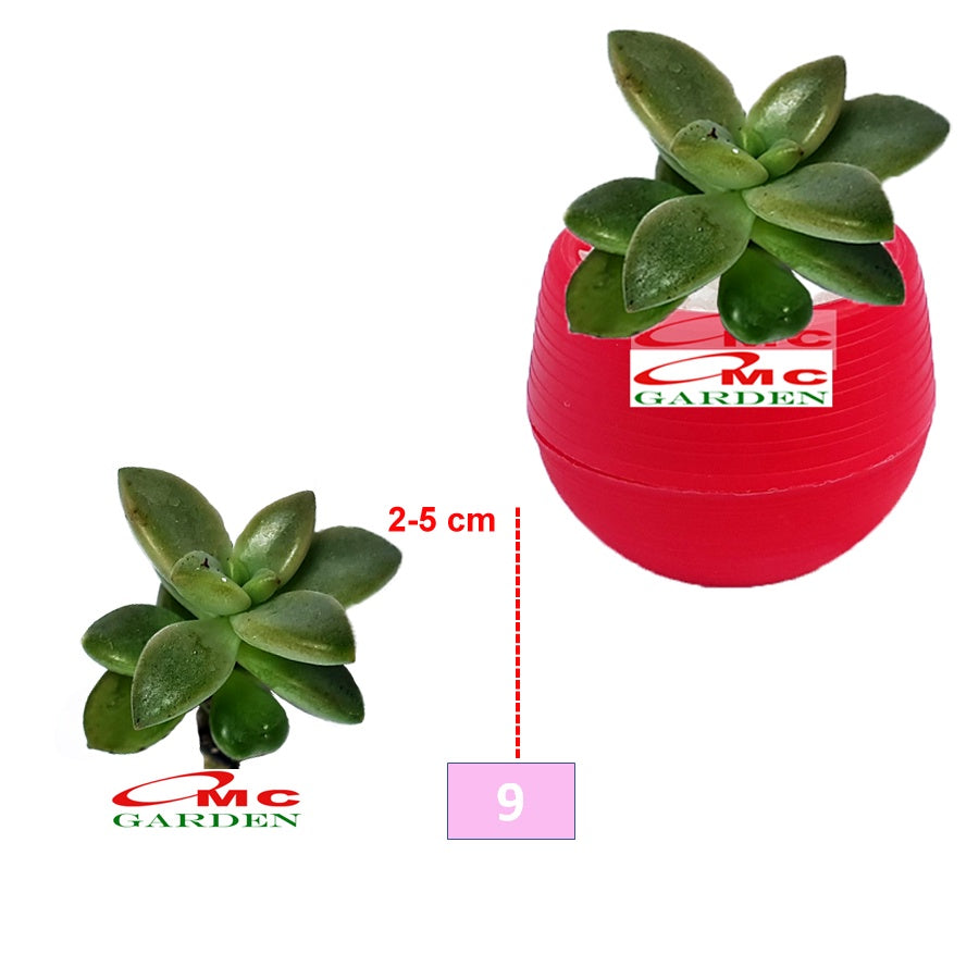 Tanaman Hias Sukulen Sekulen Mini Succulent Kaktus 3140