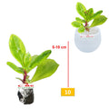 Tanaman Hias Sukulen Sekulen Mini Succulent Kaktus 3140