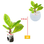 Tanaman Hias Sukulen Sekulen Mini Succulent Kaktus 3140