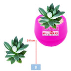 Tanaman Hias Sukulen Sekulen Mini Succulent Kaktus 3140