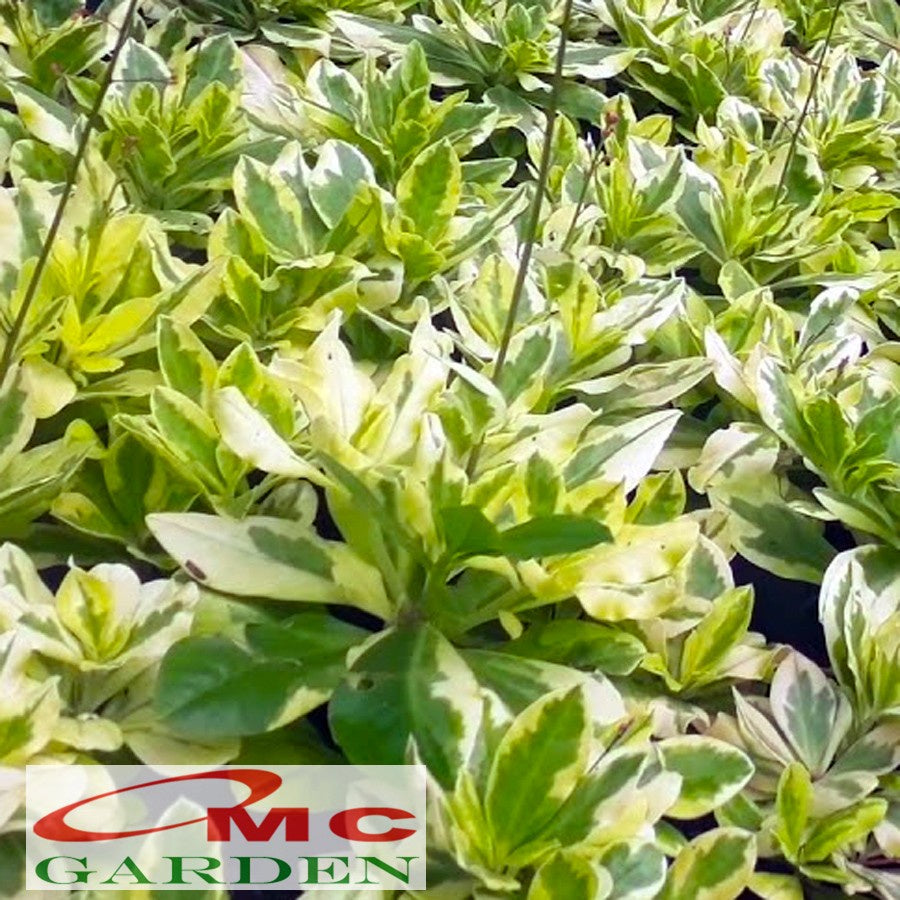 Ginseng Golden Varigata Kuning Gingseng Tanaman Hias Herbal 1020