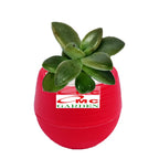 Sukulen Sekulen Mini Succulent Kaktus Pot Bola Tanaman Hias 036-040