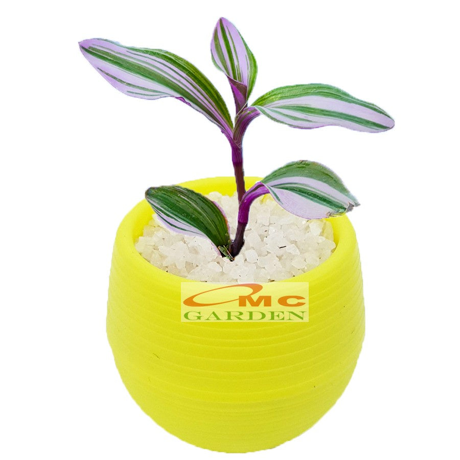 Sukulen Sekulen Mini Succulent Kaktus Pot Bola Tanaman Hias 036-040