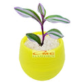 Sukulen Sekulen Mini Succulent Kaktus Pot Bola Tanaman Hias 036-040