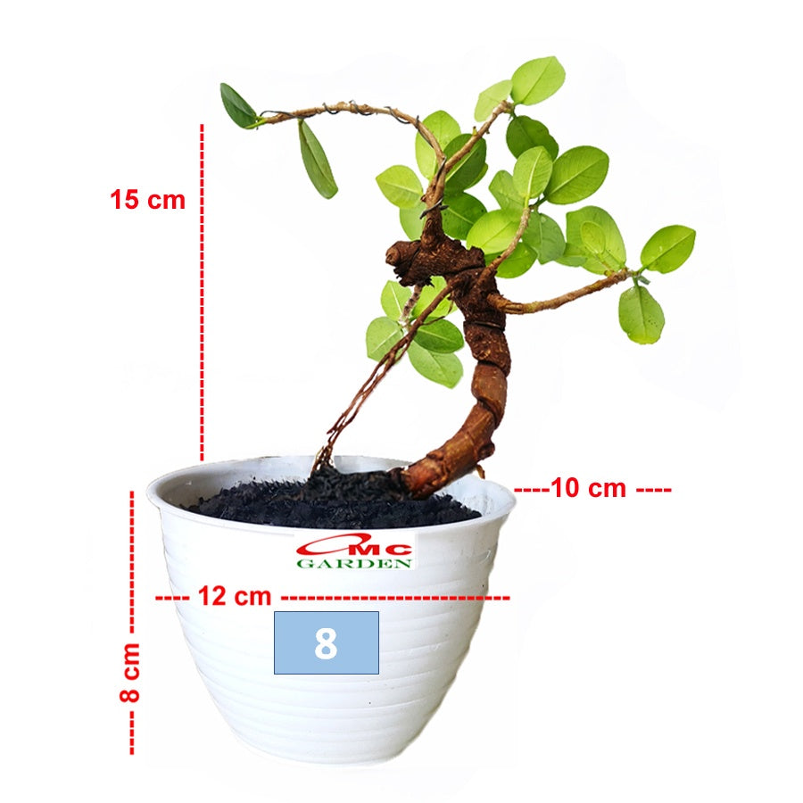 Tanaman Hias Pohon Bonsai Bonsae Mame Beringin Korea Mini Dolar B-BK-009
