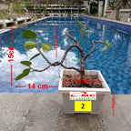 Tanaman Hias Pohon Bonsai Mame Beringin Korea Mini Dolar B-BK-014
