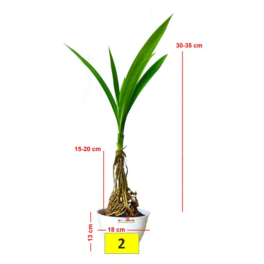 Bonsai Bonsae Pandan Wangi Pandanus Amaryllifolius Tanaman Hias 1030