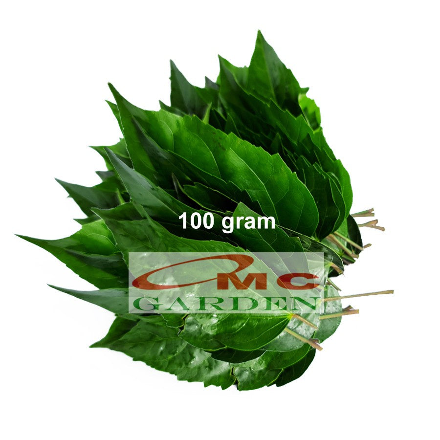 Daun Bunga Kembang Sepatu Biji Tanaman Obat Herbal Organik Segar