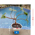 Tanaman Hias Pohon Bonsai Mame Beringin Korea Mini Dolar B-BK-012
