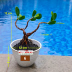 Tanaman Hias Pohon Bonsai Bonsae Mame Beringin Korea Mini Dolar B-BK-009