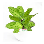 Calathea Levonero Kalatea Calatea Kalathea CLT-LEV-0510