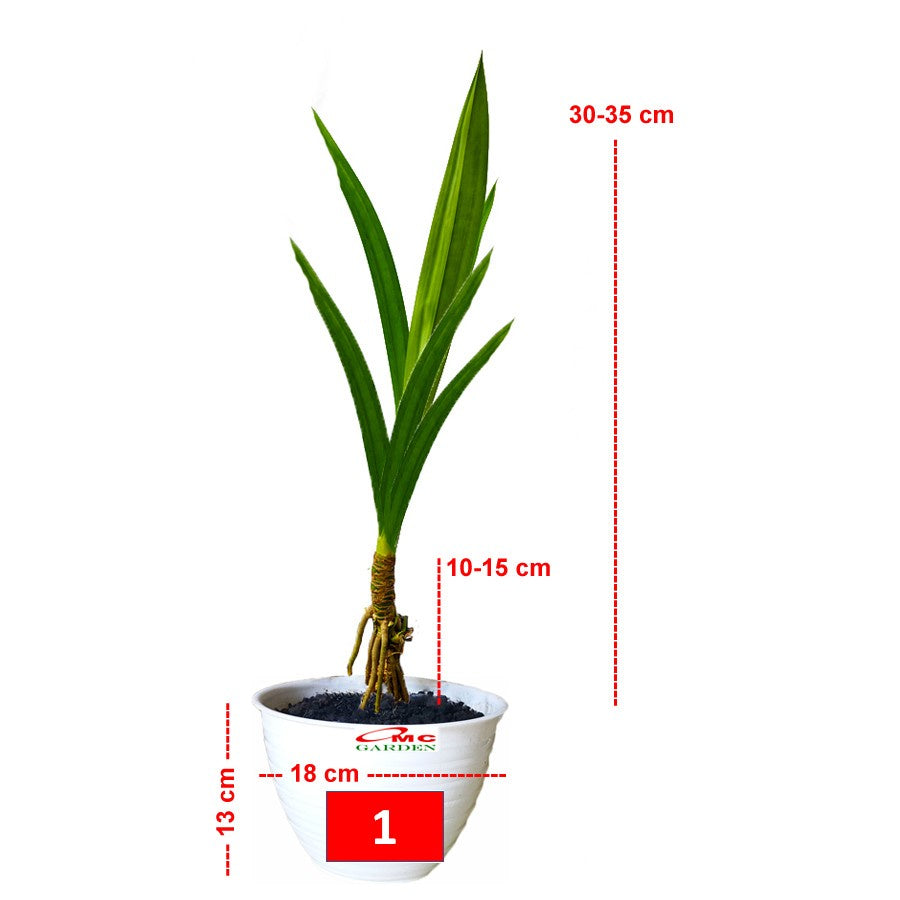 Bonsai Bonsae Pandan Wangi Pandanus Amaryllifolius Tanaman Hias 1030