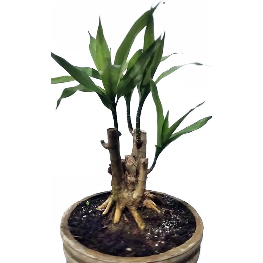 Tanaman Suji Daun Hijau Dracaena Angustifolia Pandan Obat Herbal 2030